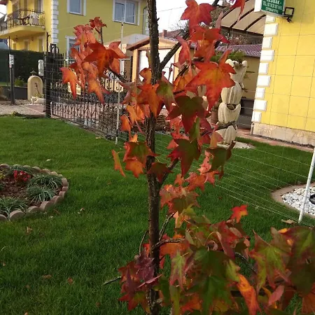 David Apartman * Bük